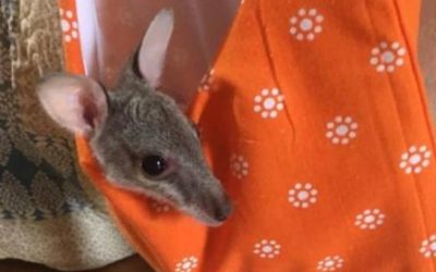 Nachricht aus Australien